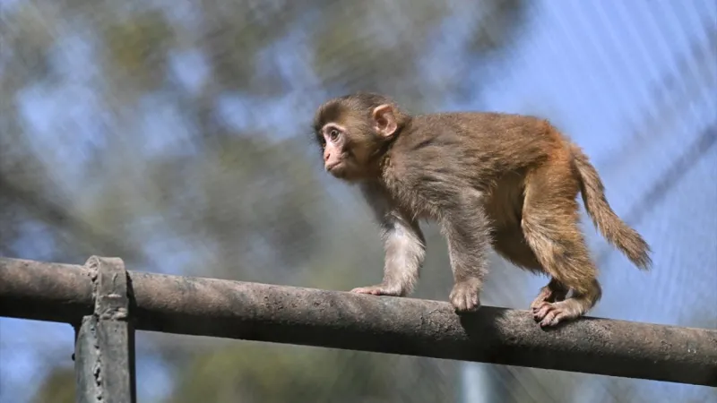 ABD'de 'hastalıklı maymun' paniği: Kamyon devrildi, hayvanlar kaçtı