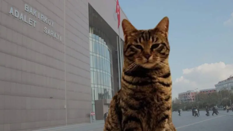 Bakırköy Adliyesi’ndeki kedileri toplatma kararından vazgeçildi