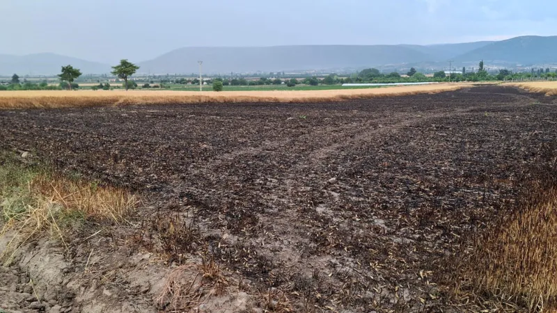 Denizli'de ekili araziye yıldırım düştü, 8 ton buğday kül oldu