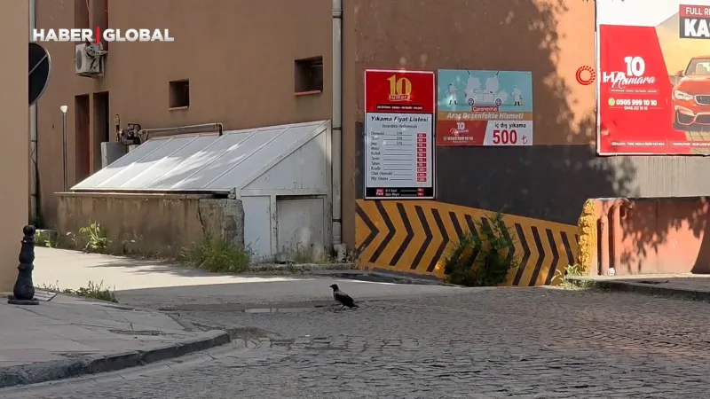 Erzincan’da yavru kargayı vatandaşlar kurtardı