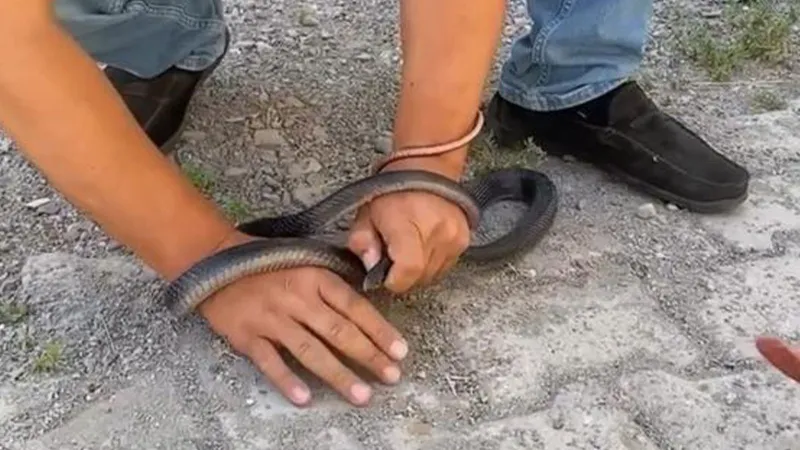 Yılancı Kemal'in Kabusu! Evdeki Yılan Parmağını Isırdı