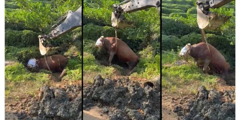 Rize'de Boğa Paniği! Çay Bahçesinde İpini Kopardı, Sonra Ne Oldu?