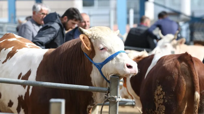 Karantinadaki Kurbanlıklar ESK'ya! Üretici Rahat Bir Nefes Aldı