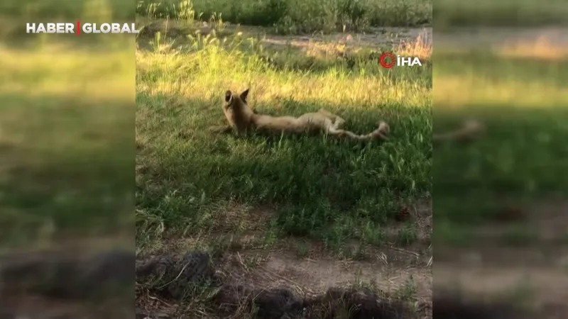 KYK Yurdunda Şaşırtan Anlar: Tilki Öğrencileri Büyüledi!