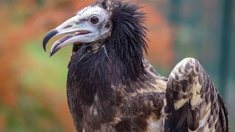 Kruger Parkı'nda Akbaba Katliamı: 120 Kuş Zehirlendi!