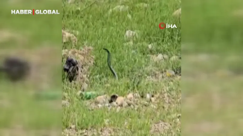 Şırnak'ta Odunlukta Dehşet! Kadının Gördüğü Yılan Şoke Etti