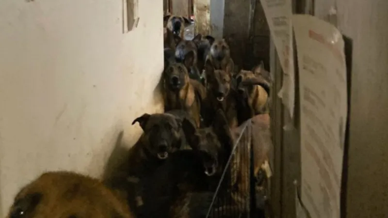 Tahliye edilen bir apartman dairesinden 48 köpek çıktı!