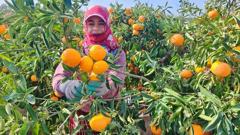 Tarım işçileri greve gitti, dalında kalan mandalinanın kilosu 3 liraya kadar düştü