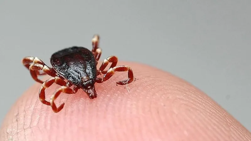Kene Faciası! 1,5 Yaşındaki Bebek Hayatını Kaybetti!