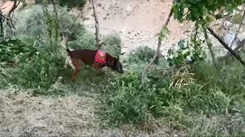 Zehir tacirlerinin oyununu dedektör köpek bozdu